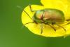 Cryptocephalus sp.